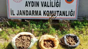 Didim İlçe Jandarma Komutanlığı ekipleri, nesli tükenme tehlikesi altında bulunan