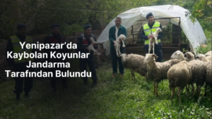 Aydın’ın Yenipazar ilçesinde bir üreticinin kaybolan koyunları, jandarma ekiplerinin titiz
