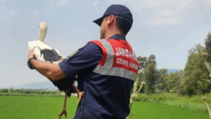 Kuyucak ilçesinde yaralı olarak bulunan leylek, Doğa ve Hayvanları Koruma