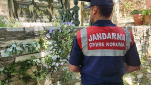 Aydın’ın Söke ilçesi Doğanbey Mahallesi’nde, endemik bitki türü olan Tüylü
