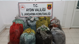 Aydın’ın Koçarlı ilçesi Çakırbeyli Mahallesi’nde, bir zeytinlikte izinsiz zeytin toplandığı