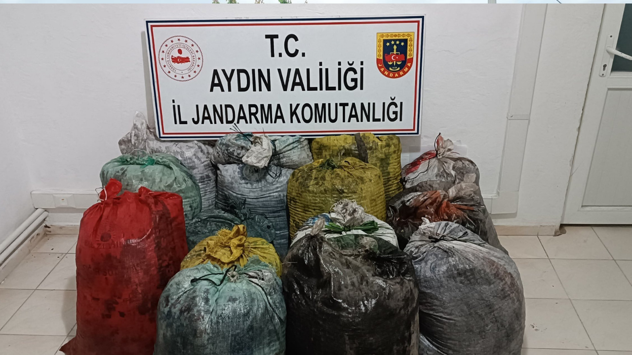 Aydın’ın Koçarlı ilçesi Çakırbeyli Mahallesi’nde, bir zeytinlikte izinsiz zeytin toplandığı