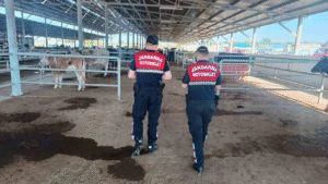 Aydın’ın Çine ilçesinde, yaklaşan Kurban Bayramı öncesinde hayvan pazarlarında artan