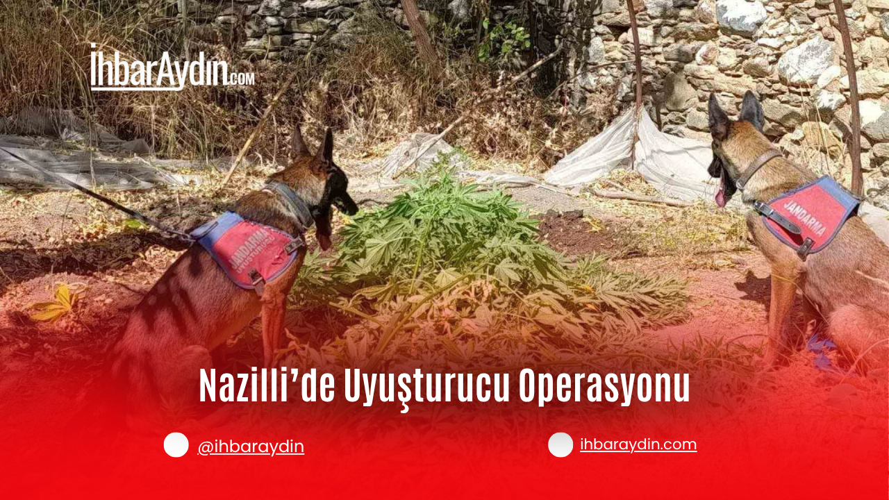 Aydın’ın Nazilli ilçesinde düzenlenen operasyonda, evinde kenevir yetiştirdiği tespit edilen