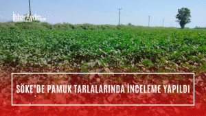 Aydın’ın Söke ilçesinde pamuk ekili alanlarda son sulama sonrası bitki