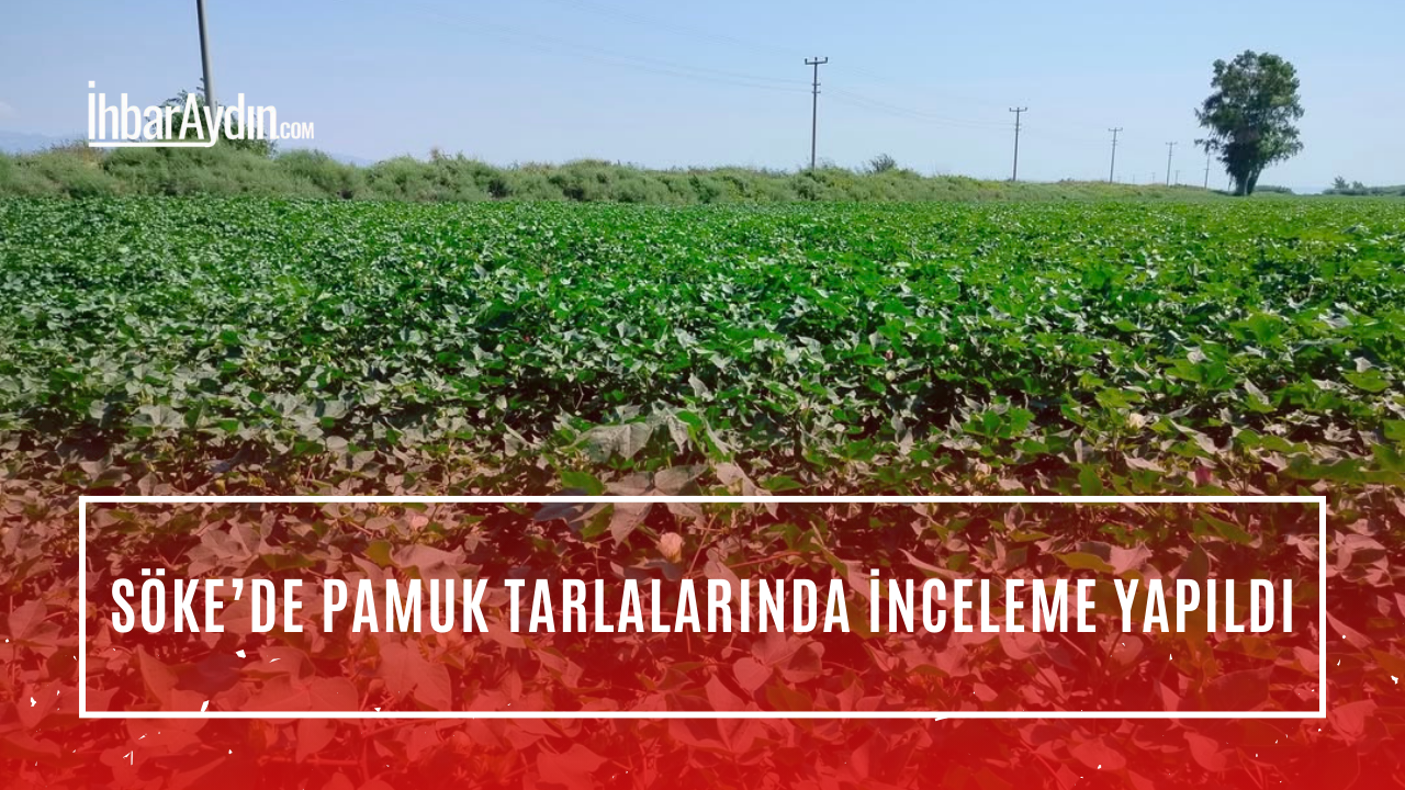 Aydın’ın Söke ilçesinde pamuk ekili alanlarda son sulama sonrası bitki