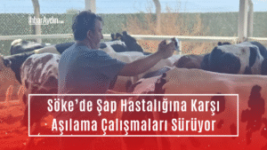 Aydın’ın Söke ilçesinde hayvan sağlığını korumak amacıyla şap hastalığına yönelik