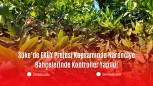 Söke İlçe Tarım ve Orman Müdürlüğü ekipleri, Entegre ve Kontrollü