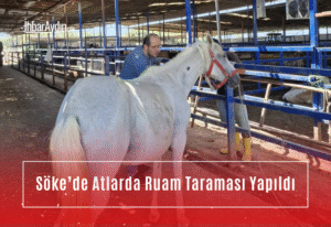 Aydın’ın Söke ilçesinde, İlçe Tarım ve Orman Müdürlüğü ekipleri tarafından