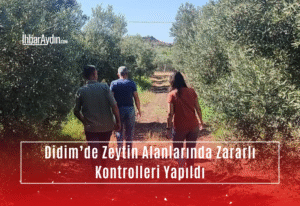 Didim’de, zeytin bahçelerinde zararlı kontrolleri gerçekleştirildi. Tarım ve Orman Müdürlüğü