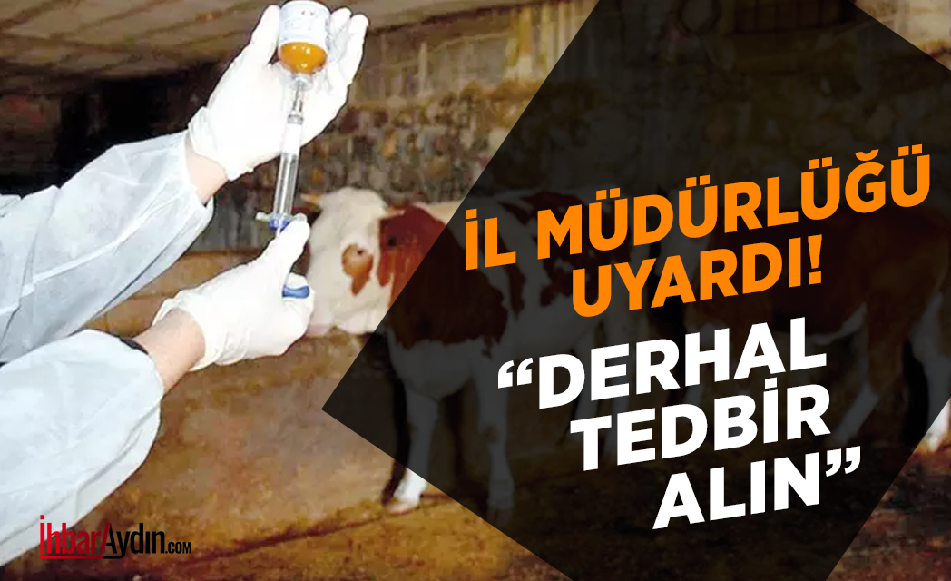 Aydın İl Tarım ve Orman Müdürlüğü tarafından şap aşılama programı