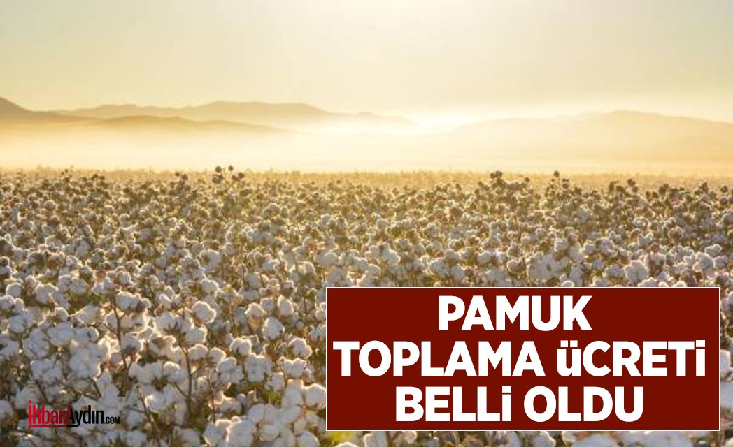 Efeler Ziraat Odası tavsiye niteliğinde alınan makineli pamuk toplama ücretini