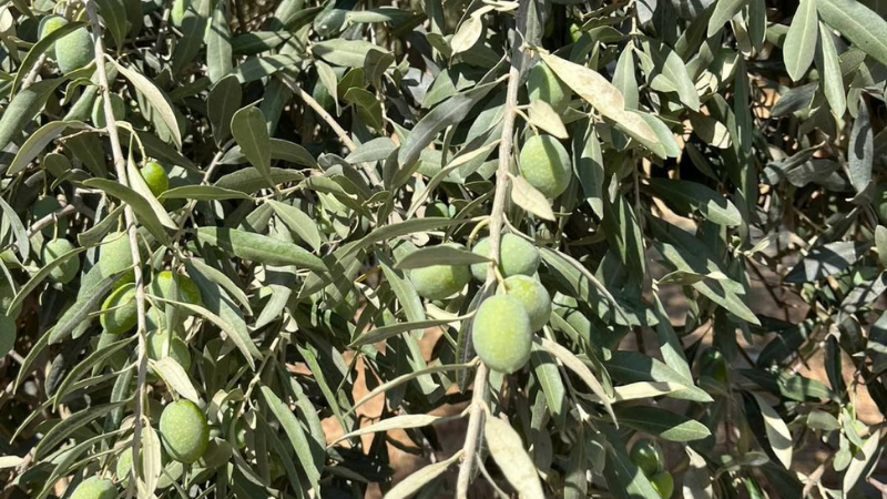 Aydın’ın Söke ilçesinde, 2025 yılı zeytin rekolte tahminine yönelik saha