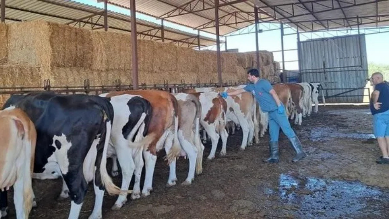 Aydın’ın Kuyucak ilçesine bağlı Çobanisa Mahallesi’nde şap hastalığı tespit edilmesinin