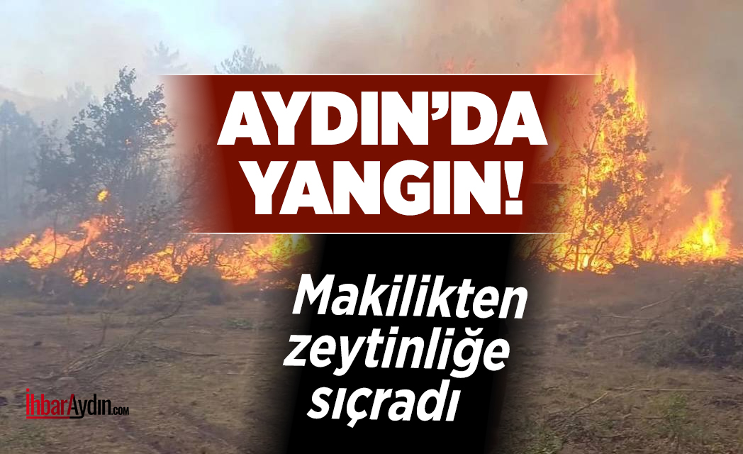 Nazilli’de makilik alandan başlayarak zeytinliğe sıçrayan yangın 10 dönüm alanın