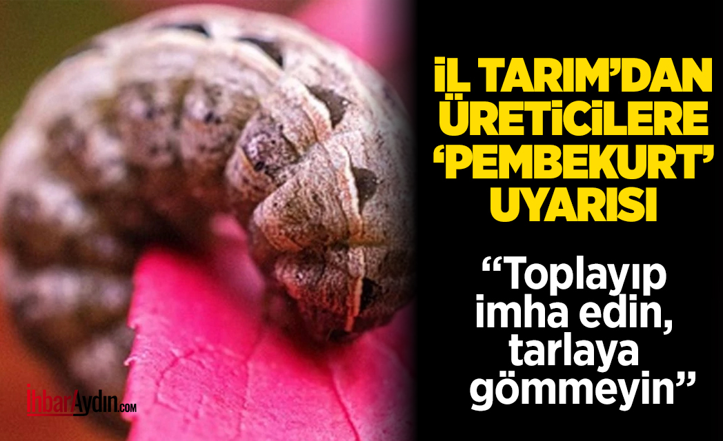 Aydın İl Tarım Müdürlüğü tarafından pamuk üreticilerine uyarı mesajı yayınlandı.