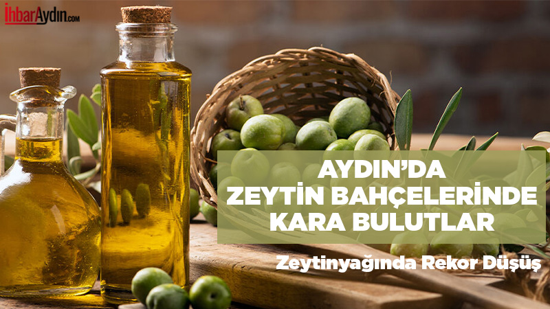 Aydın’da zeytin üreticileri, 2025-2026 sezonunda beklenen rekolte düşüşü nedeniyle tedirgin.