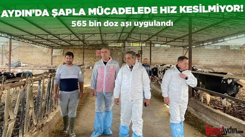 Aydın’da şap hastalığıyla mücadele kapsamında yürütülen aşılama çalışmaları devam ediyor.