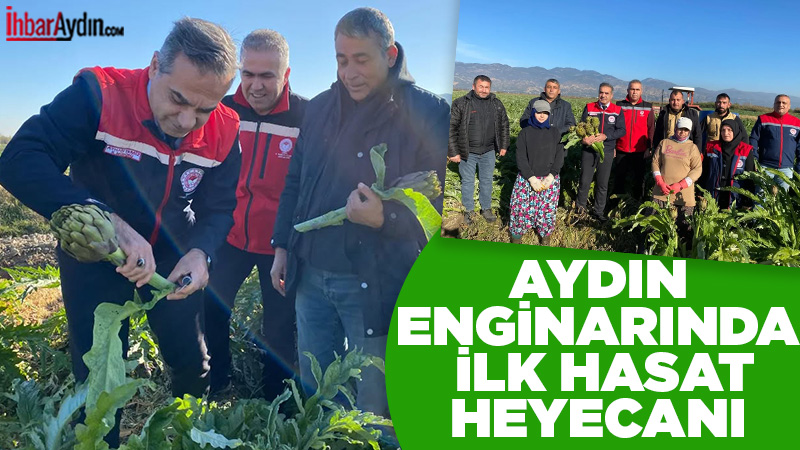 Coğrafi işaret tesciline sahip Aydın enginarında yılın ilk hasadı Efeler