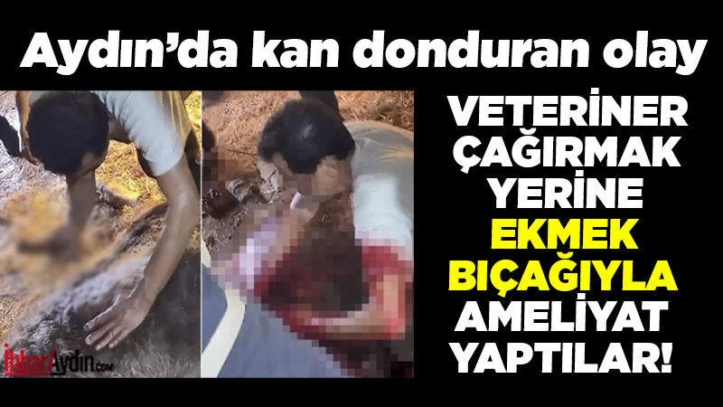 Aydın’ın Karpuzlu ilçesinde doğum yapamayan bir ineği ekmek bıçağı ile
