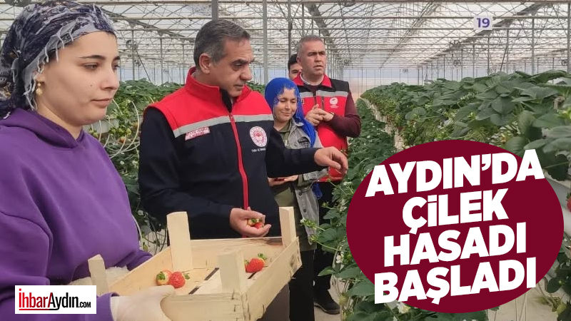 Türkiye’de çilek üretiminde ikinci sırada bulunan Aydın’da çilek hasadı başladı.