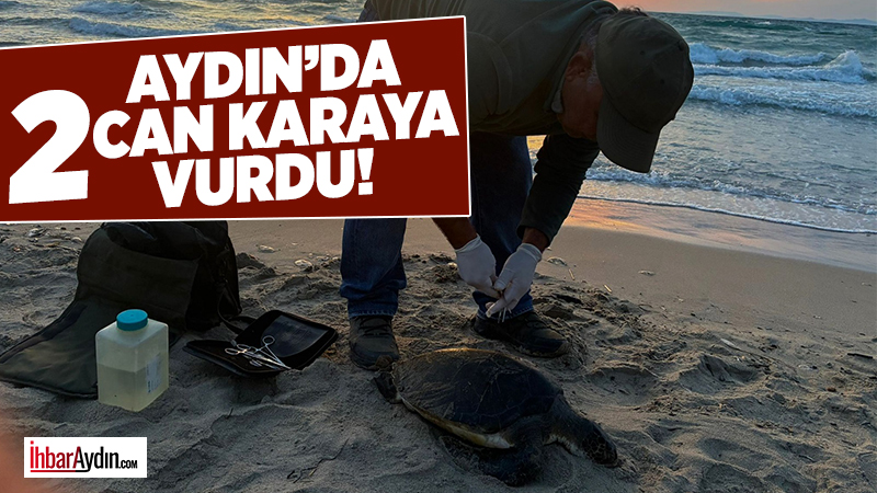Kuşadası ilçesinde, bir yeşil ve bir iribaşlı deniz kaplumbağası ölü