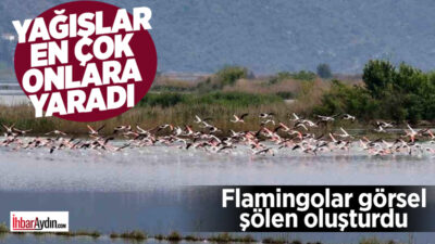 Büyük Menderes Nehri’nin taşmasıyla tarlalarda ortaya çıkan flamingolar, eşsiz bir