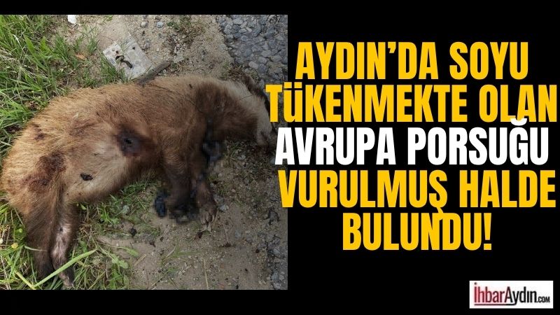 AYDIN’ın Nazilli ilçesinde, soyu tükenme tehlikesi altında olan Avrupa porsuğu,