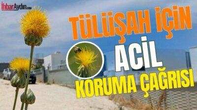 Aydın’ın Kuşadası ilçesinde endemik bitki türü Tülüşah’ın yaşam alanlarının zarar