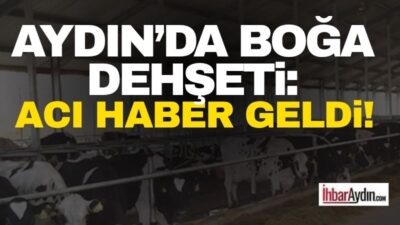 Aydın’ın İncirliova ilçesinde, bakımını yaptığı boğanın saldırısına uğrayarak ağır yaralanan