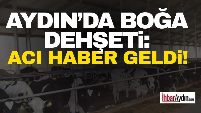 Aydın’ın İncirliova ilçesinde, bakımını yaptığı boğanın saldırısına uğrayarak ağır yaralanan