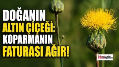 Bilimsel adı Rhaponticoides Mykalea olan Aydın’ın Kuşadası ilçesinin sembolik ve