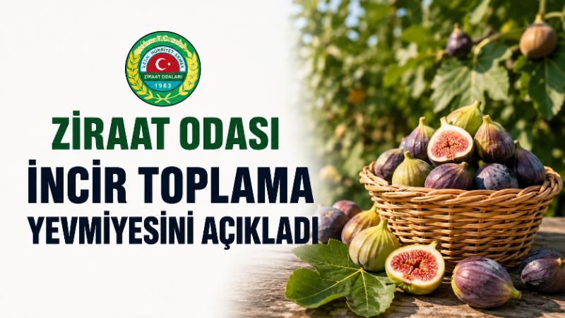Nazilli Ziraat Odası, 2026 yılı incir hasat sezonunda uygulanacak işçi
