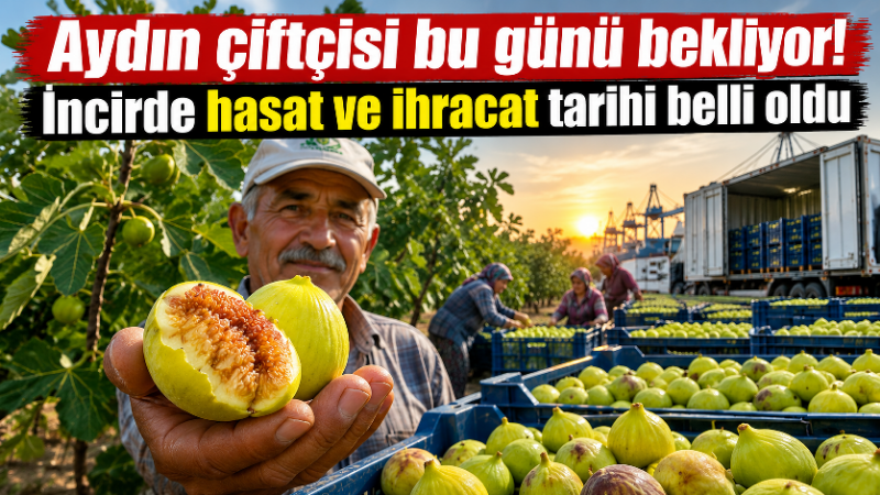 Aydın’ın önemli ihracat ürünlerinden olan incirde sezon telaşı devam ederken,