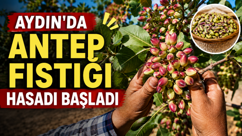 Aydın’ın Yenipazar’ında 3 bin 92 dekar alanda antepfıstığı hasadı için