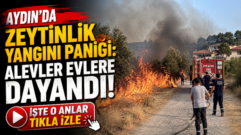 Aydın’ın Efeler ilçesinde zeytinlik alanda çıkan yangın, rüzgarın etkisiyle kısa