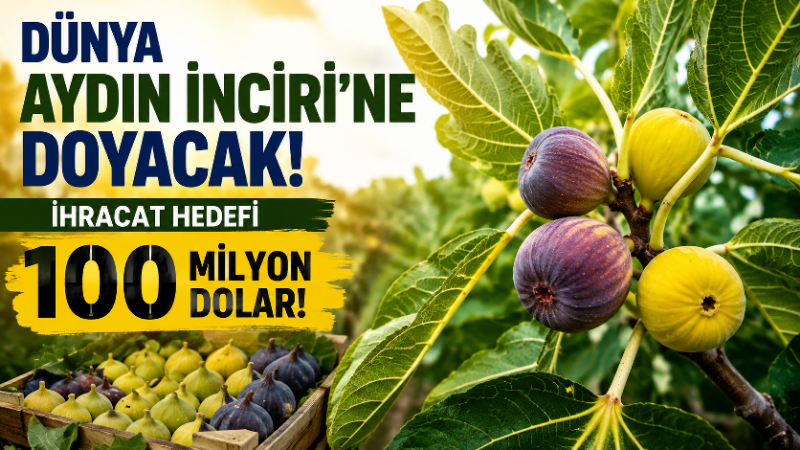 Dünya Aydın İnciri’ne doyacak: İhracat hedefi 100 milyon dolar! Türkiye’nin dünya lideri olduğu taze incirde yeni sezon başladı. Aydın’ın