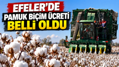 Aydın’ın Efeler ilçesinde 2026 yılı hasat sezonu öncesinde pamuk, mısır