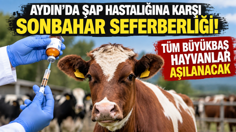 Aydın’da şap hastalığına karşı seferberlik: Tüm büyükbaş hayvanlar aşılanacak Aydın’da hayvan sağlığının korunması ve olası salgınların önüne geçilmesi amacıyla