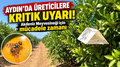 Aydın’da turunçgil üreticileri, ciddi ürün ve kalite kayıplarına yol açabilen