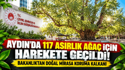 Çevre, Şehircilik ve İklim Değişikliği Bakanlığı, Aydın’daki 117 anıt ağacın